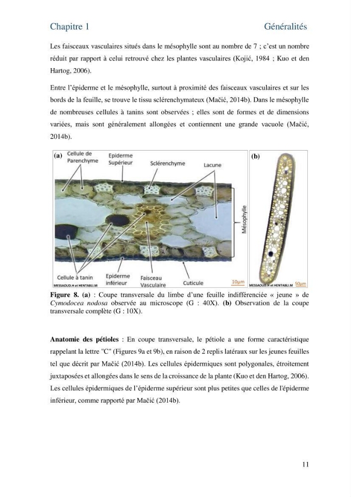 Distribution des cellules a tanins chez les Magnoliophytes marines