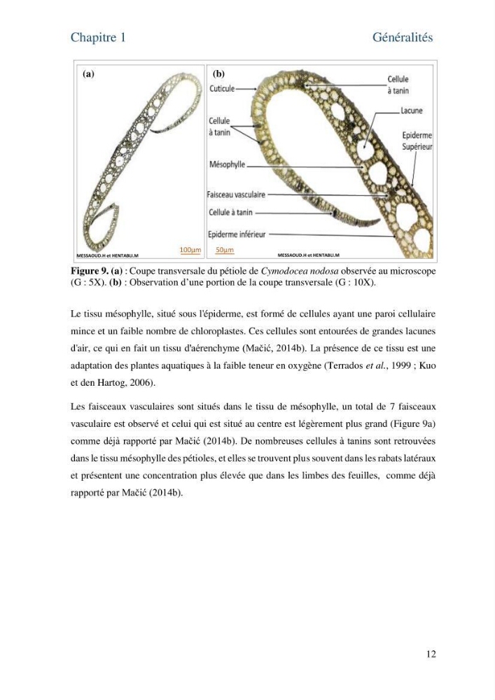 Distribution des cellules a tanins chez les Magnoliophytes marines