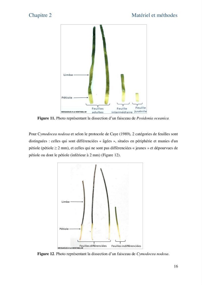 Distribution des cellules a tanins chez les Magnoliophytes marines