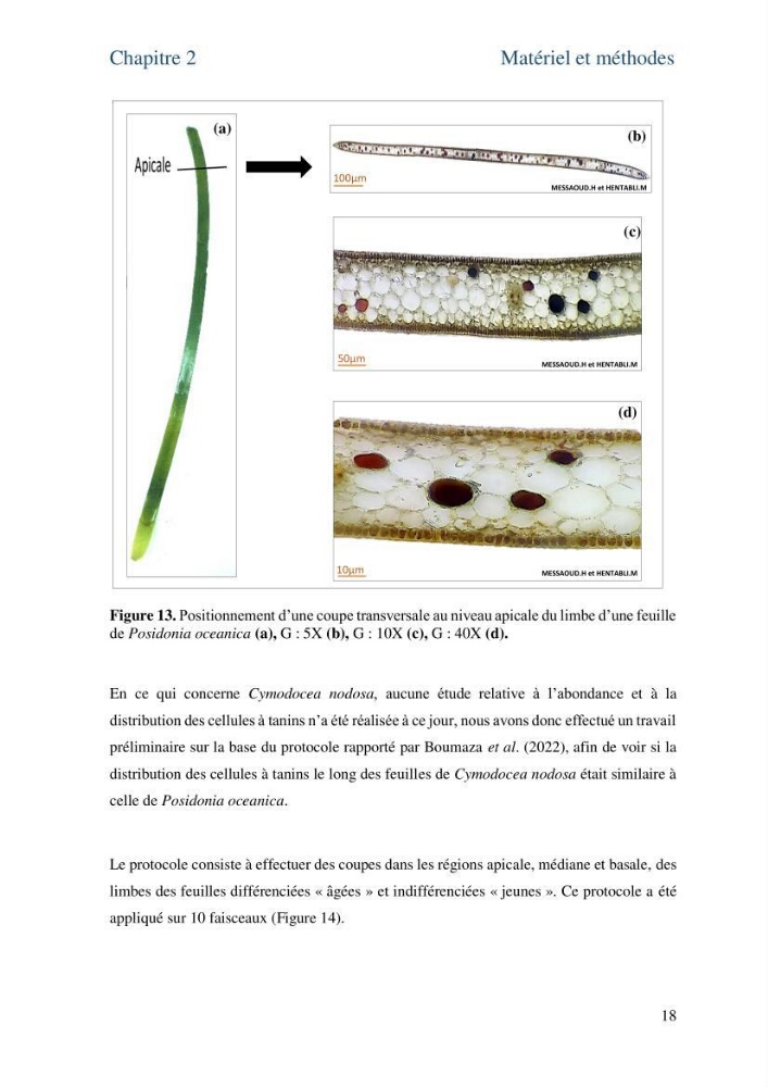 Distribution des cellules a tanins chez les Magnoliophytes marines