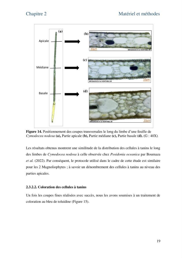 Distribution des cellules a tanins chez les Magnoliophytes marines