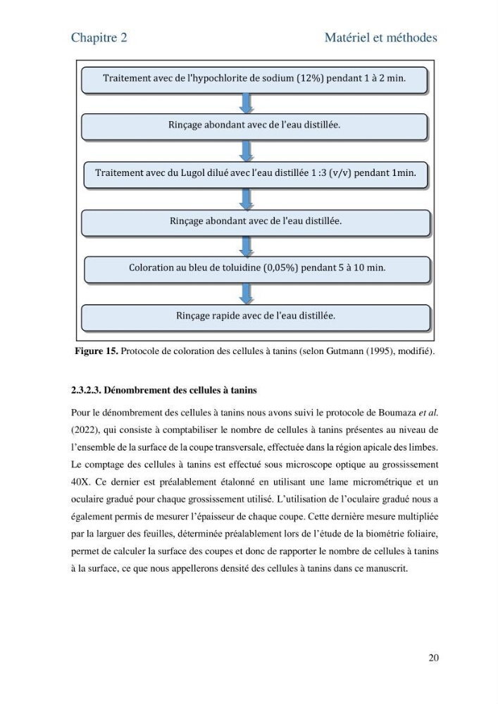 Distribution des cellules a tanins chez les Magnoliophytes marines