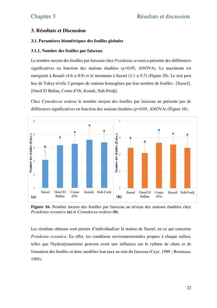 Distribution des cellules a tanins chez les Magnoliophytes marines