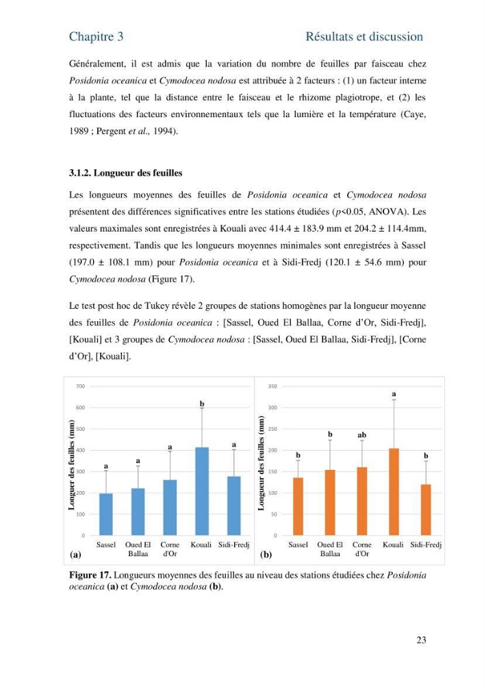 Distribution des cellules a tanins chez les Magnoliophytes marines