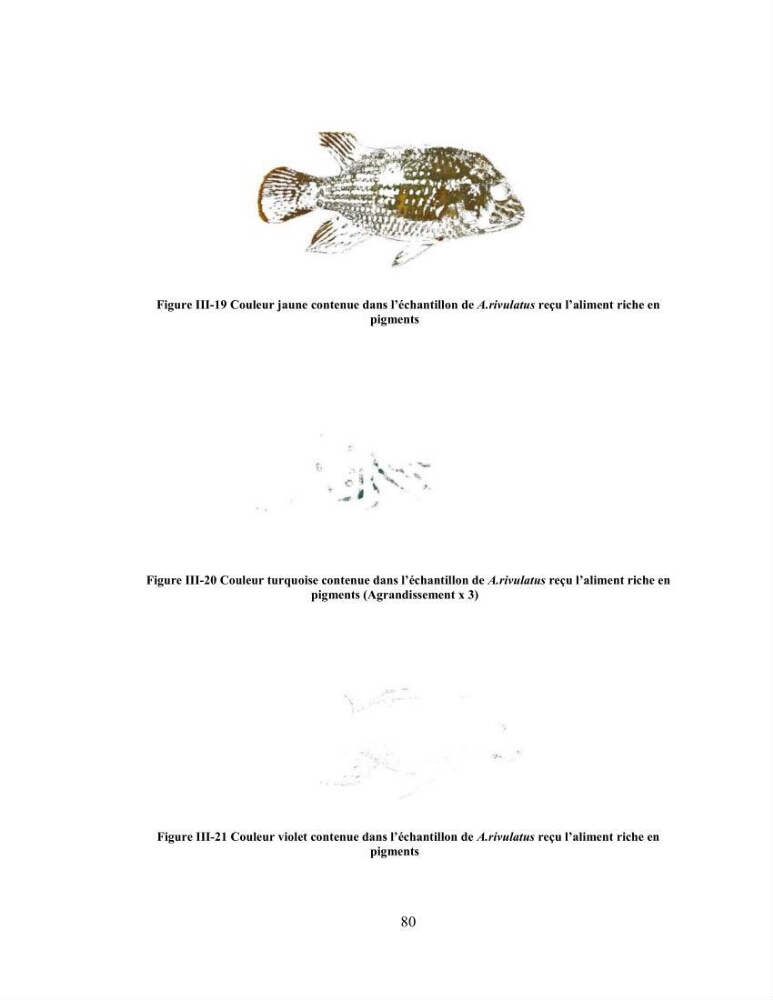 Suivi zootechnique de l’efficacité de six aliments fabriqués localement sur la croissance et la pigmentation des Cichlidés américains cas de Pterophyllum scalare. et Andinoacara rivulatus.