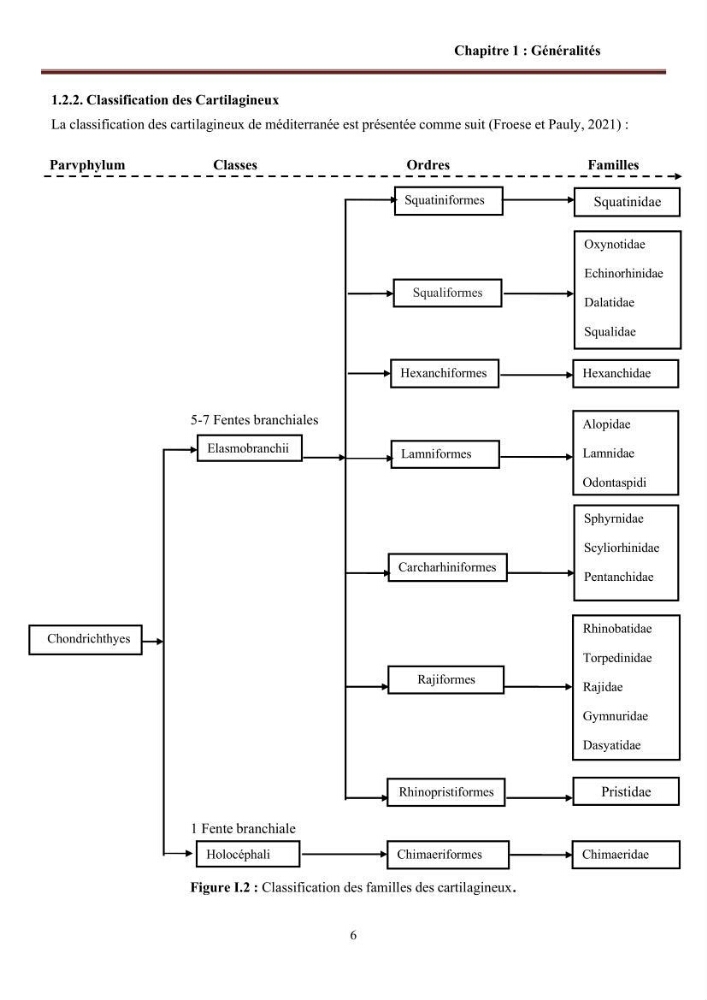 Contribution à l’actualisation de l’inventaire des Chondrichthyens exploités dans les côtes algériennes: biologie de reproduction, régime alimentaire et exploitation de quelques représentants.