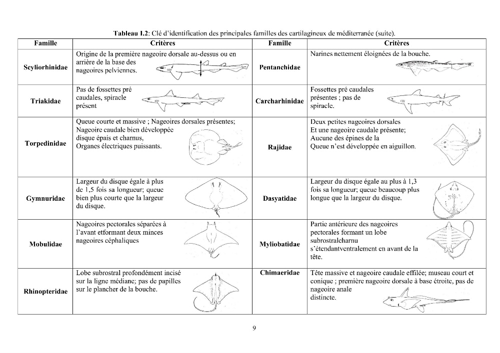 Contribution à l’actualisation de l’inventaire des Chondrichthyens exploités dans les côtes algériennes: biologie de reproduction, régime alimentaire et exploitation de quelques représentants.