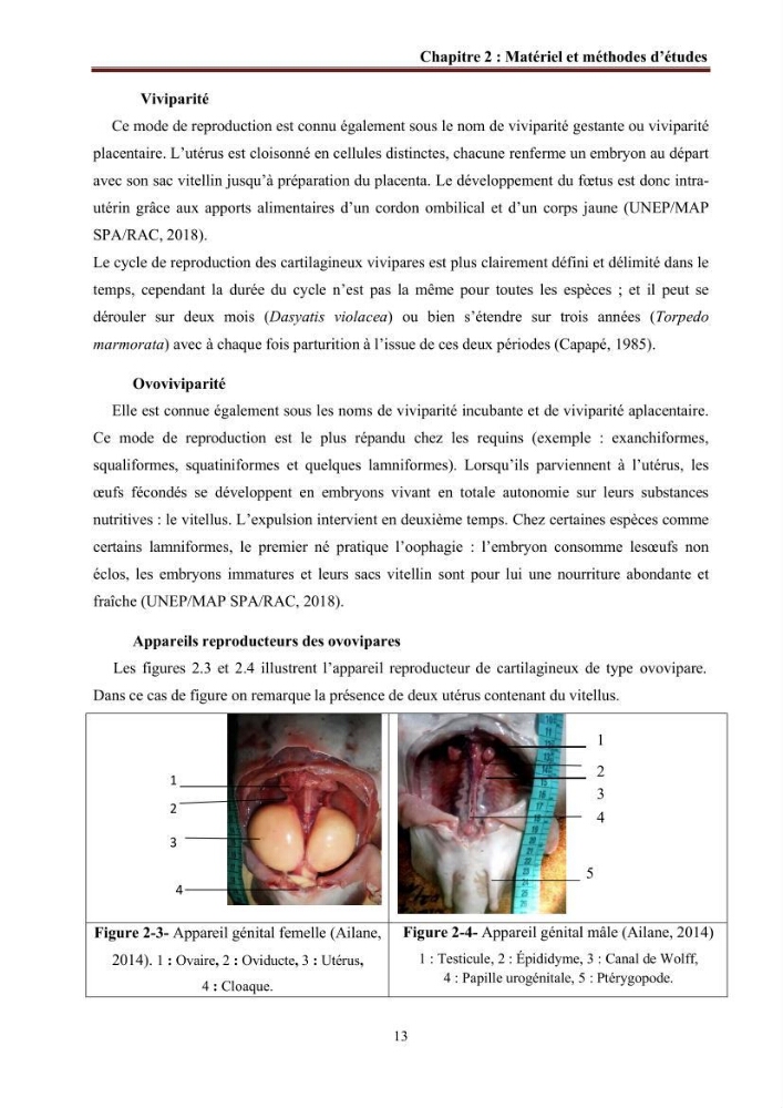 Contribution à l’actualisation de l’inventaire des Chondrichthyens exploités dans les côtes algériennes: biologie de reproduction, régime alimentaire et exploitation de quelques représentants.
