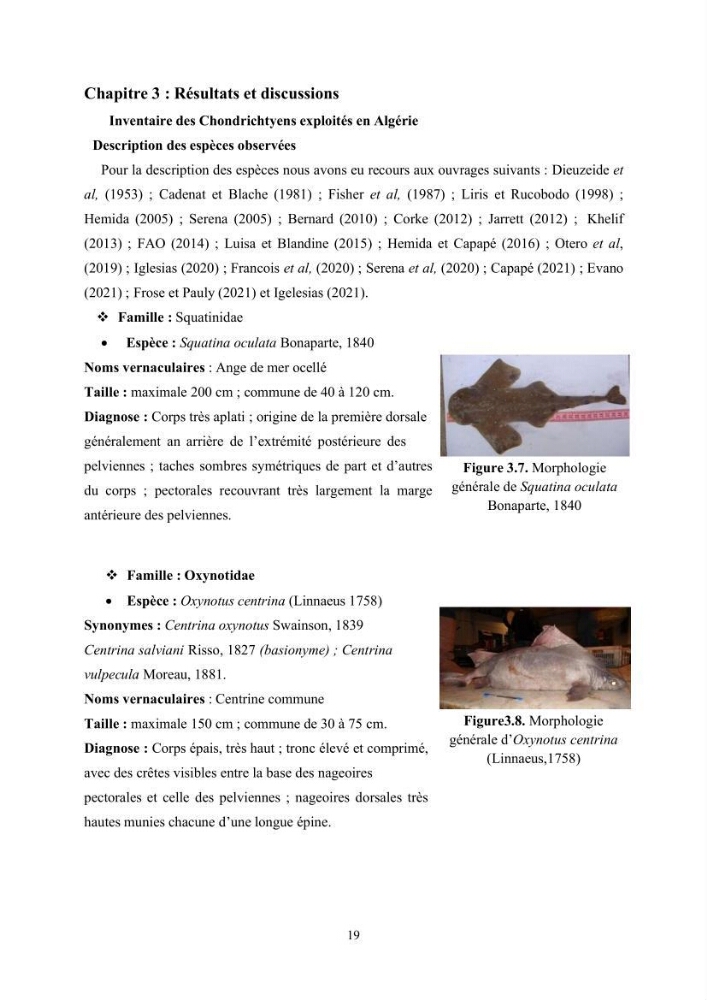 Contribution à l’actualisation de l’inventaire des Chondrichthyens exploités dans les côtes algériennes: biologie de reproduction, régime alimentaire et exploitation de quelques représentants.