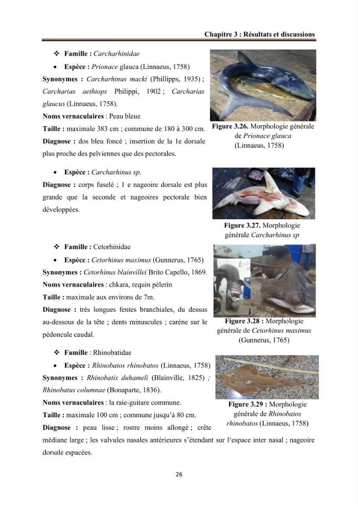 Contribution à l’actualisation de l’inventaire des Chondrichthyens exploités dans les côtes algériennes: biologie de reproduction, régime alimentaire et exploitation de quelques représentants.