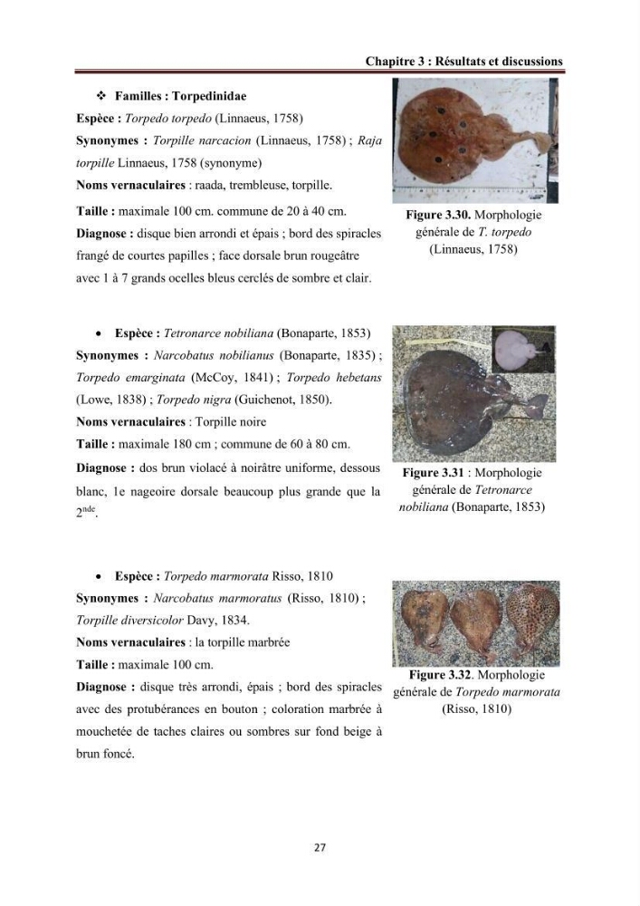 Contribution à l’actualisation de l’inventaire des Chondrichthyens exploités dans les côtes algériennes: biologie de reproduction, régime alimentaire et exploitation de quelques représentants.