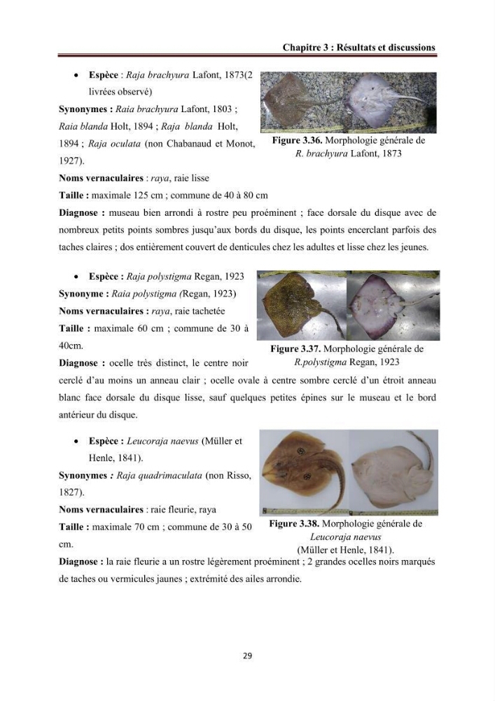Contribution à l’actualisation de l’inventaire des Chondrichthyens exploités dans les côtes algériennes: biologie de reproduction, régime alimentaire et exploitation de quelques représentants.