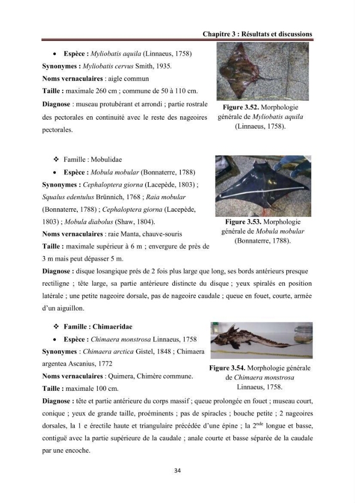 Contribution à l’actualisation de l’inventaire des Chondrichthyens exploités dans les côtes algériennes: biologie de reproduction, régime alimentaire et exploitation de quelques représentants.