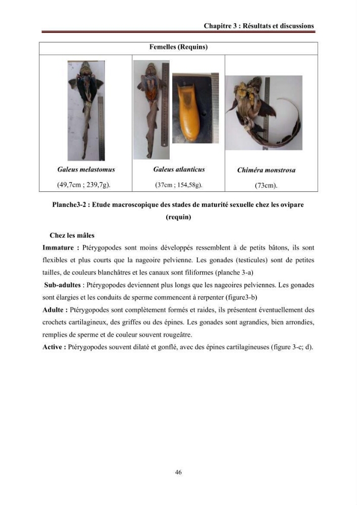 Contribution à l’actualisation de l’inventaire des Chondrichthyens exploités dans les côtes algériennes: biologie de reproduction, régime alimentaire et exploitation de quelques représentants.