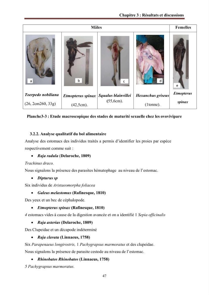 Contribution à l’actualisation de l’inventaire des Chondrichthyens exploités dans les côtes algériennes: biologie de reproduction, régime alimentaire et exploitation de quelques représentants.