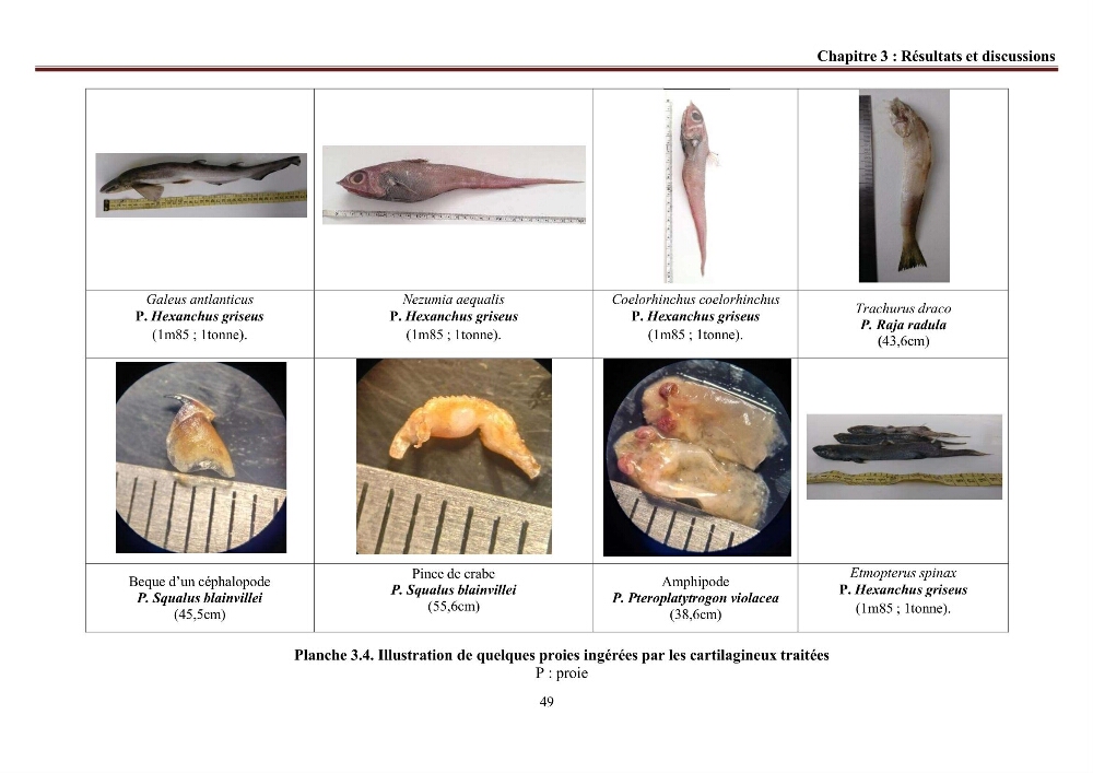 Contribution à l’actualisation de l’inventaire des Chondrichthyens exploités dans les côtes algériennes: biologie de reproduction, régime alimentaire et exploitation de quelques représentants.