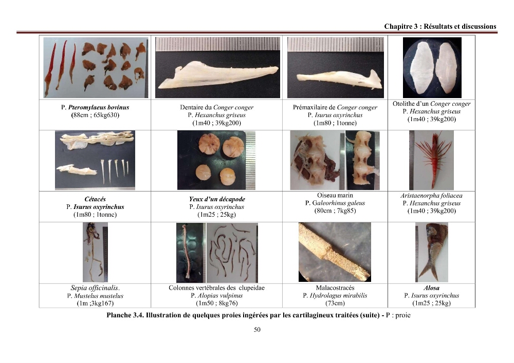 Contribution à l’actualisation de l’inventaire des Chondrichthyens exploités dans les côtes algériennes: biologie de reproduction, régime alimentaire et exploitation de quelques représentants.
