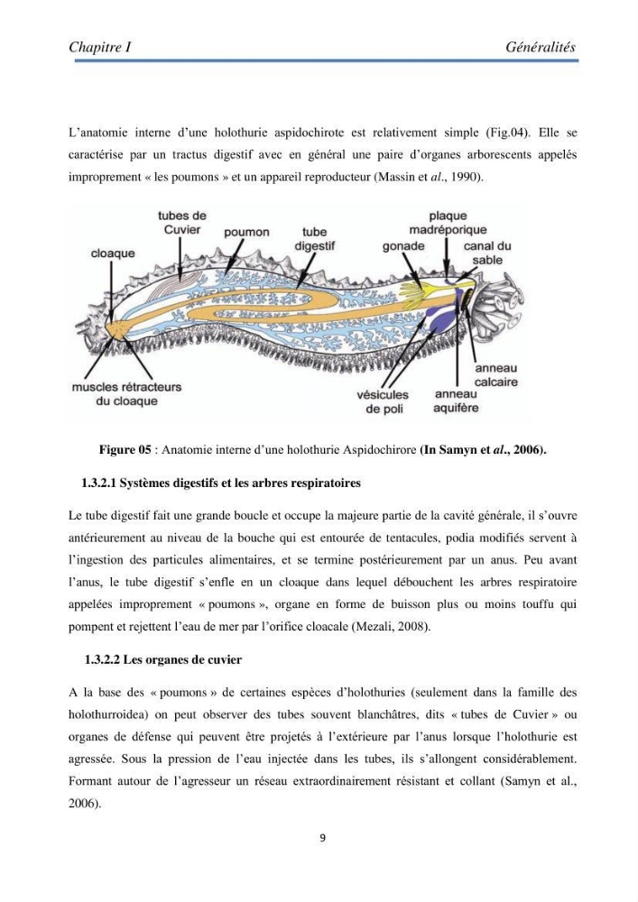 Essai d\'élevage du concombre de mer