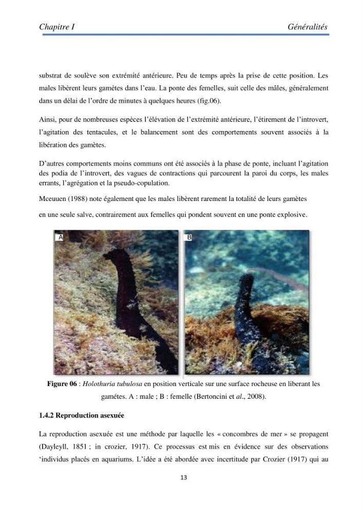 Essai d\'élevage du concombre de mer