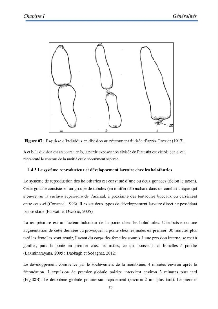 Essai d\'élevage du concombre de mer
