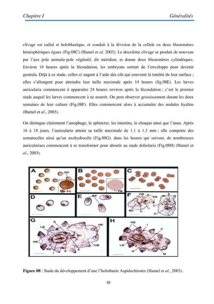 Essai d\'élevage du concombre de mer
