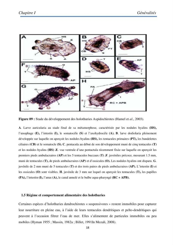 Essai d\'élevage du concombre de mer