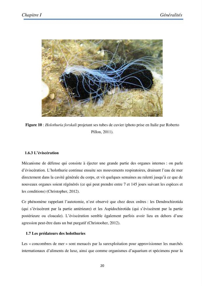 Essai d\'élevage du concombre de mer