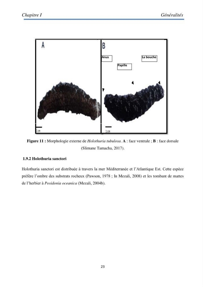 Essai d\'élevage du concombre de mer