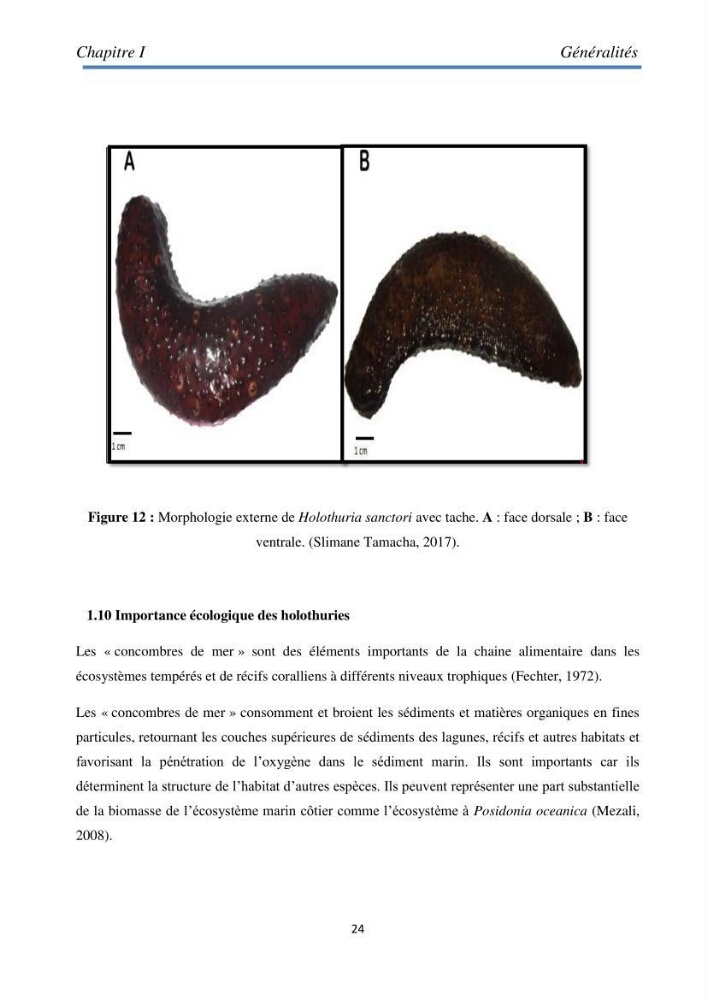 Essai d\'élevage du concombre de mer