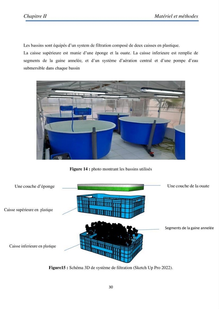 Essai d\'élevage du concombre de mer