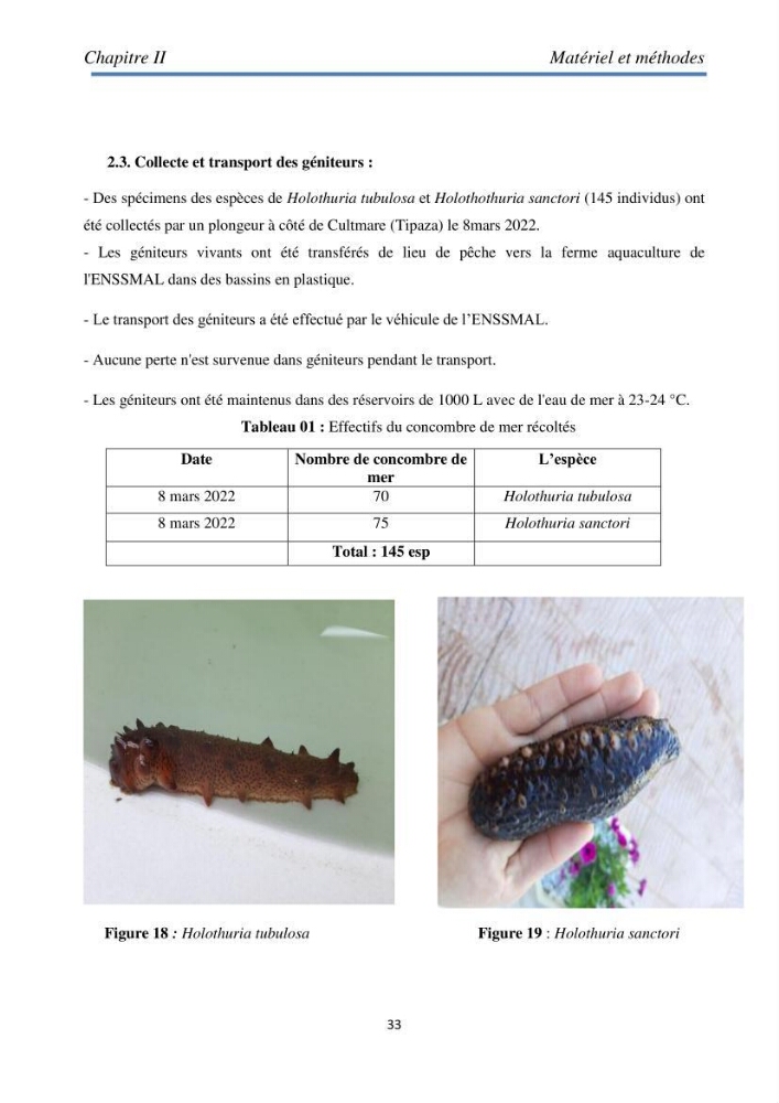 Essai d\'élevage du concombre de mer