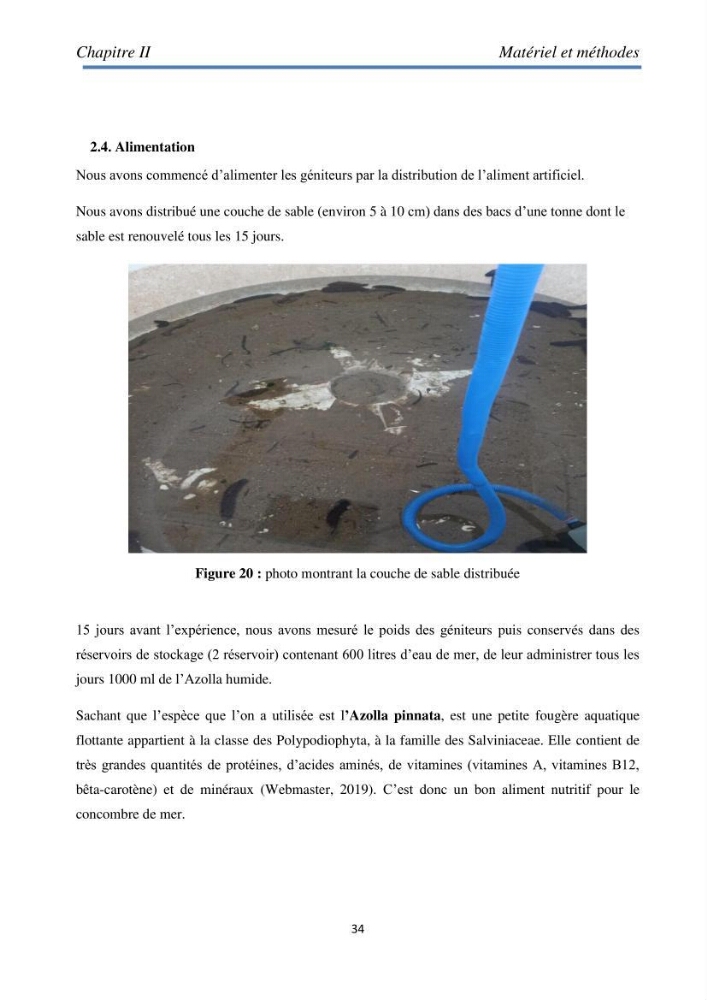 Essai d\'élevage du concombre de mer