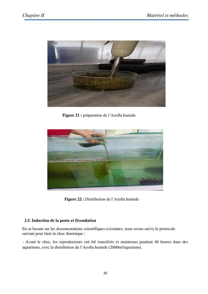 Essai d\'élevage du concombre de mer