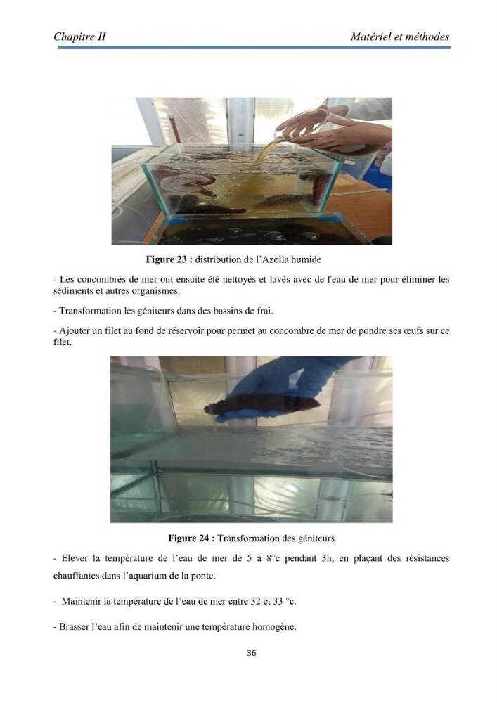 Essai d\'élevage du concombre de mer