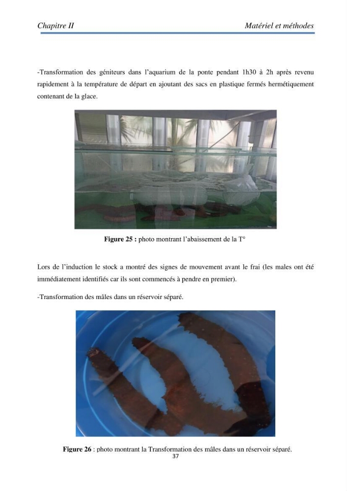 Essai d\'élevage du concombre de mer