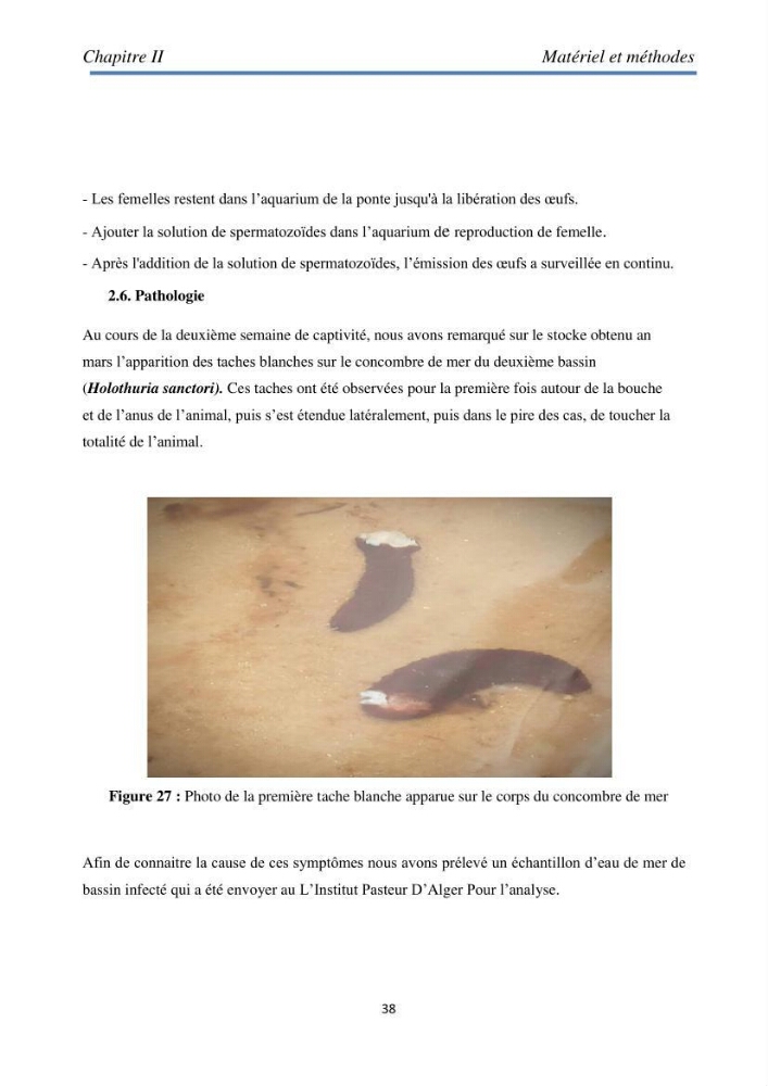 Essai d\'élevage du concombre de mer