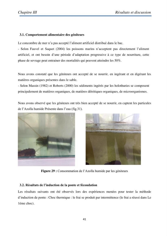 Essai d\'élevage du concombre de mer