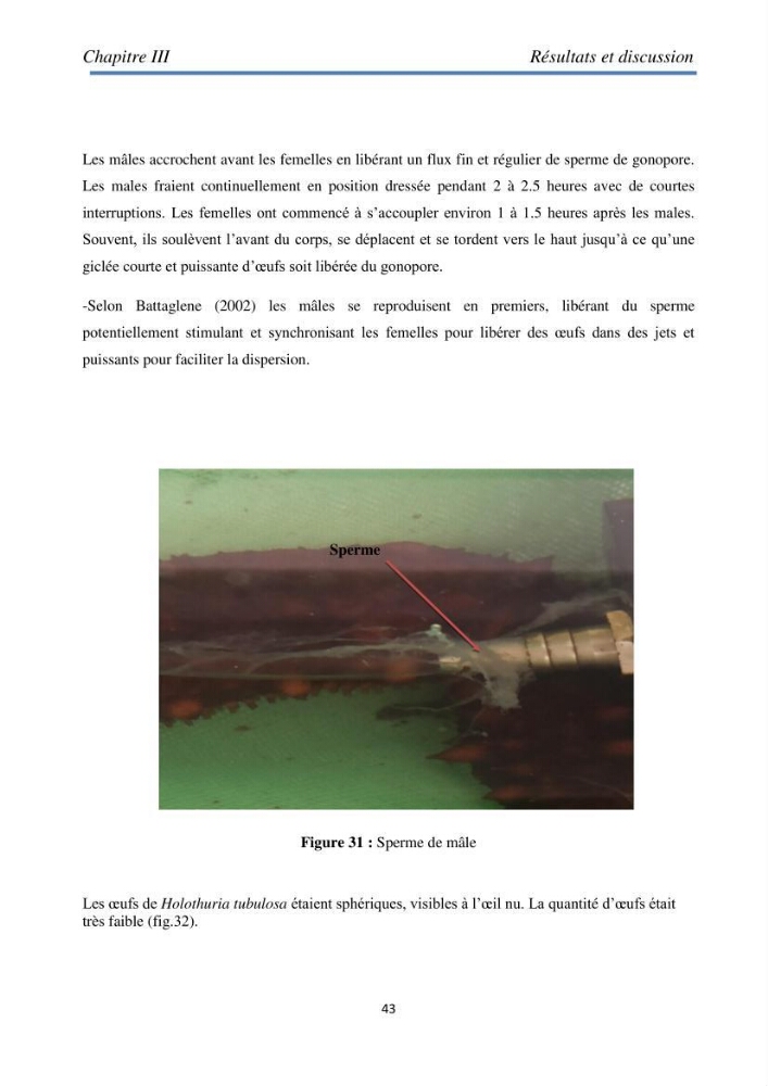 Essai d\'élevage du concombre de mer
