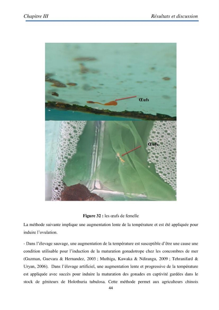 Essai d\'élevage du concombre de mer