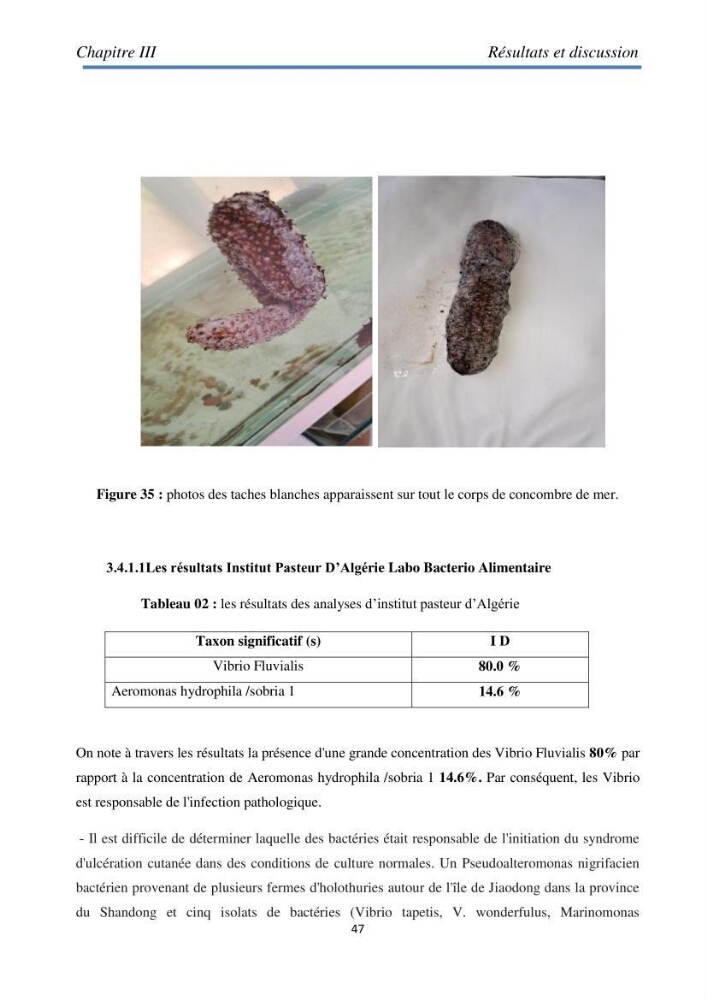 Essai d\'élevage du concombre de mer