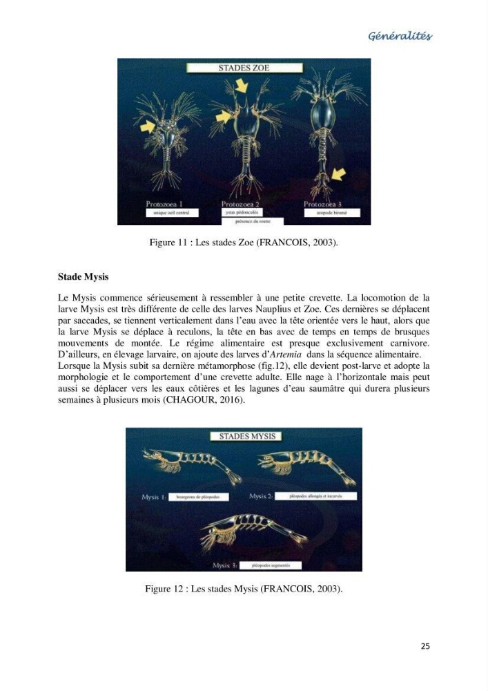 Caracterisation de l\'elevage de la crevette Litopenaeus vannamei ( boone,1931) Ferme Pilote la marsa (Skikda)