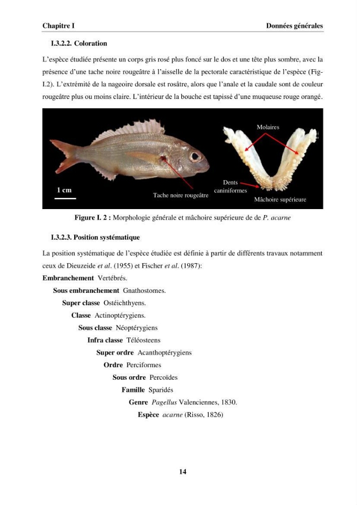 Etude des habitudes alimentaires, de la croissance et évaluation du stock du Pageot blanc Pagellus acarne(Risso,1826) dans la région centre algérienne: