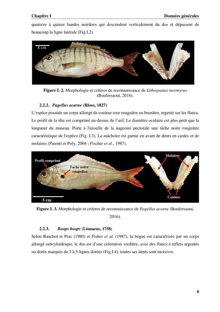 Estimation des paramètres du modèle bioénergétique DEB (Dynamic Energy Budget) pour étudier la croissance et la reproduction de quelques espèces de Sparidae et de Soleidae des côtes algériennes.