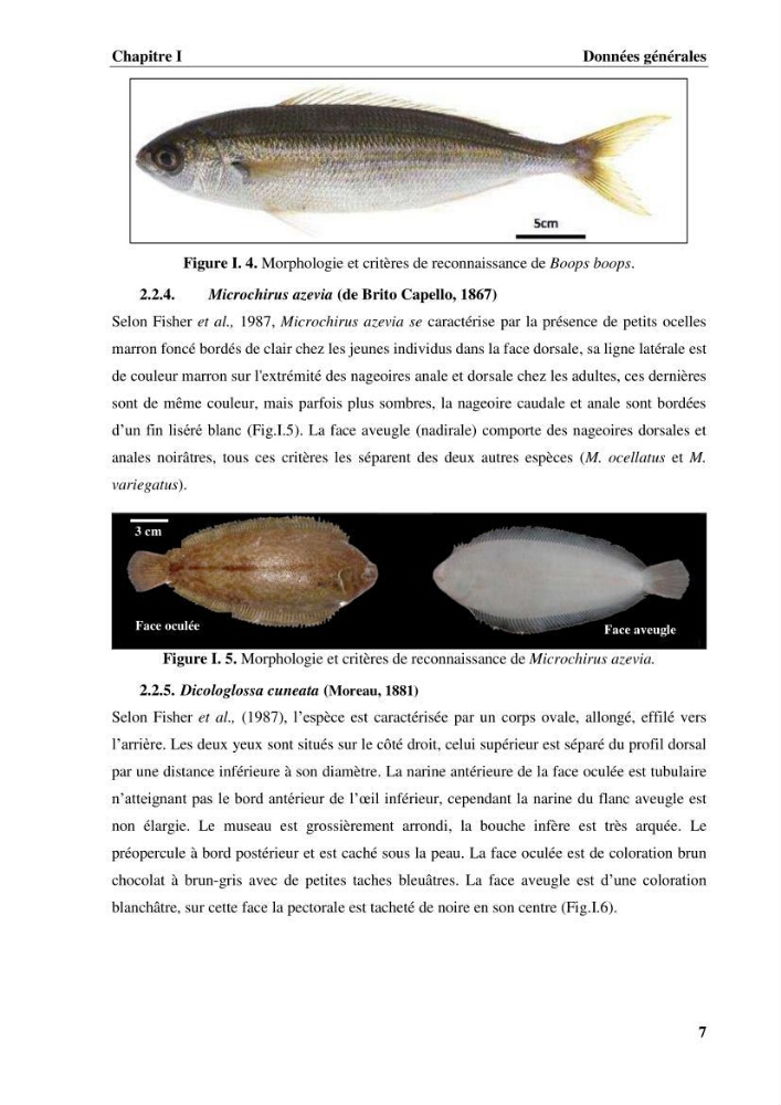 Estimation des paramètres du modèle bioénergétique DEB (Dynamic Energy Budget) pour étudier la croissance et la reproduction de quelques espèces de Sparidae et de Soleidae des côtes algériennes.