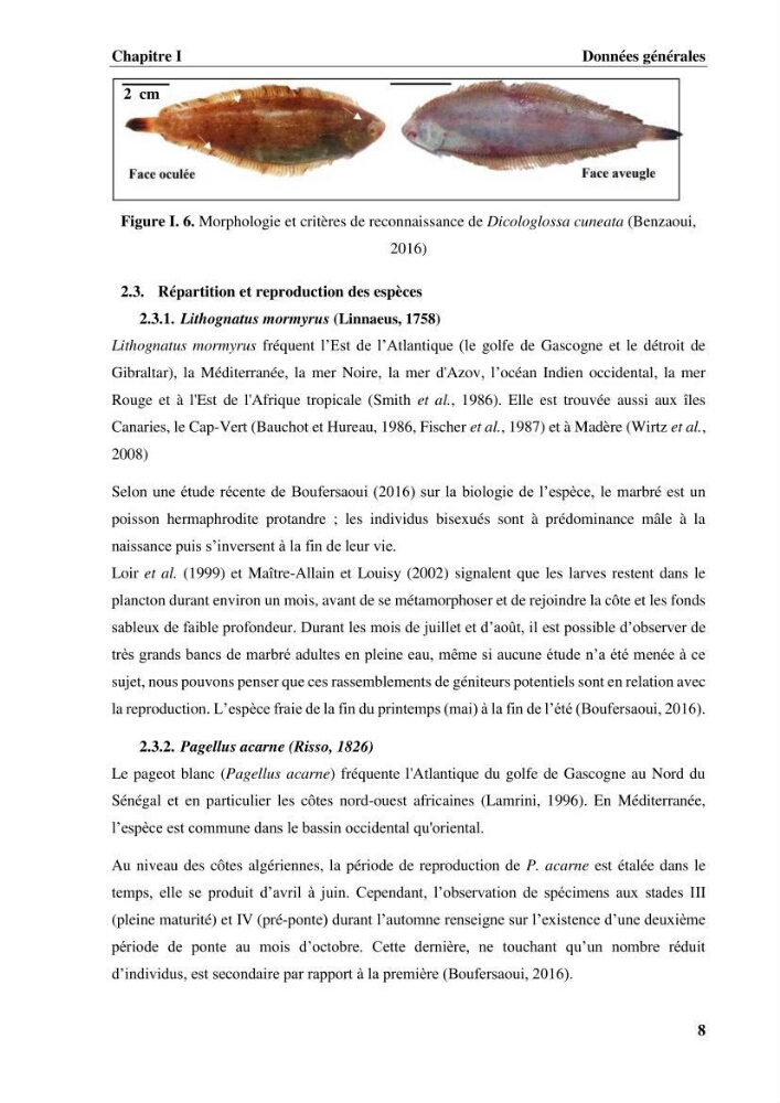 Estimation des paramètres du modèle bioénergétique DEB (Dynamic Energy Budget) pour étudier la croissance et la reproduction de quelques espèces de Sparidae et de Soleidae des côtes algériennes.