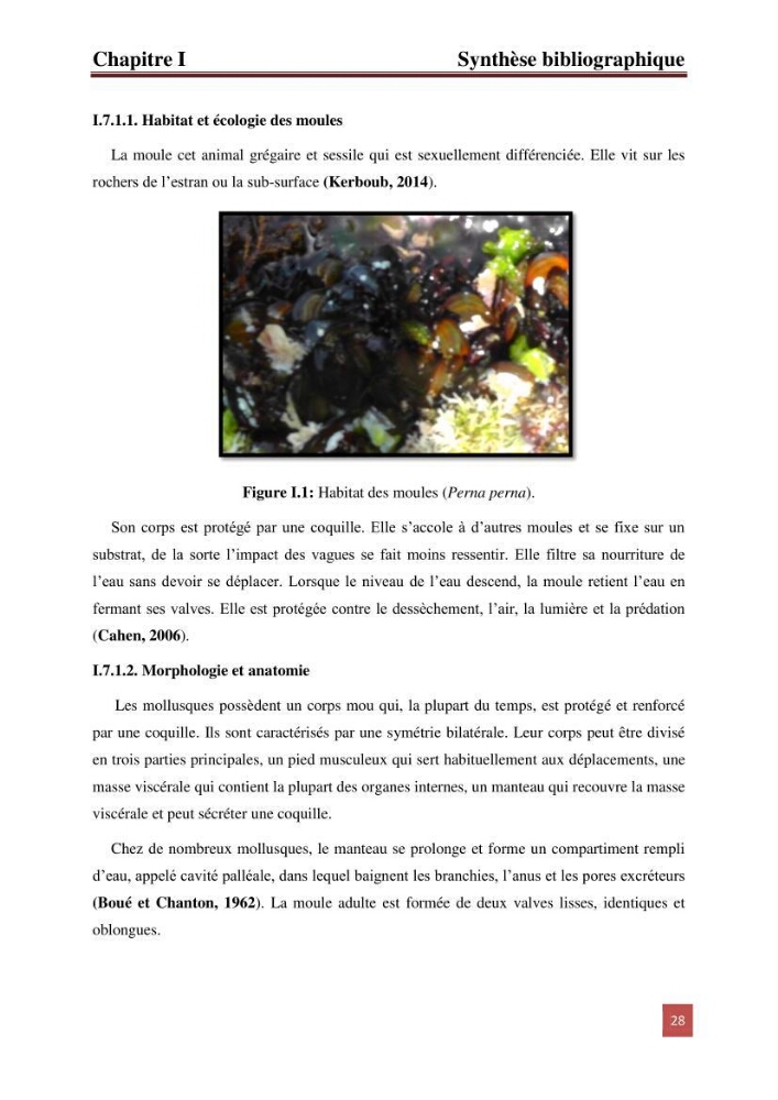 Evaluation du taux des hydrocarbures aromatiques polycycliques chez le mollusque Patella.sp et les moules du littoral Algérois: