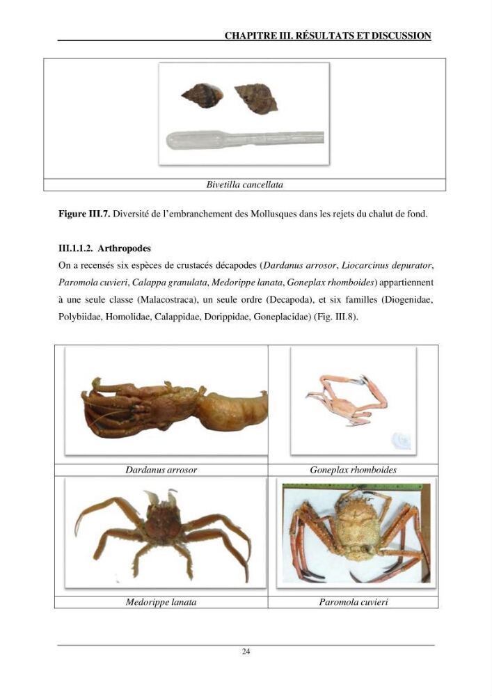 L\'impact du chalutage de fond sur la biodiversité marine de la région centre de l\'Algérie