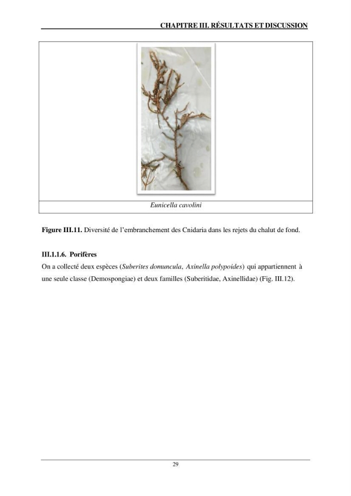 L\'impact du chalutage de fond sur la biodiversité marine de la région centre de l\'Algérie