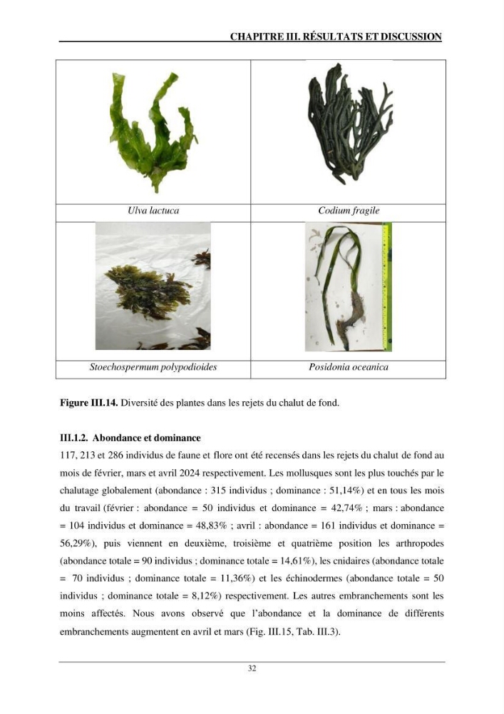 L\'impact du chalutage de fond sur la biodiversité marine de la région centre de l\'Algérie