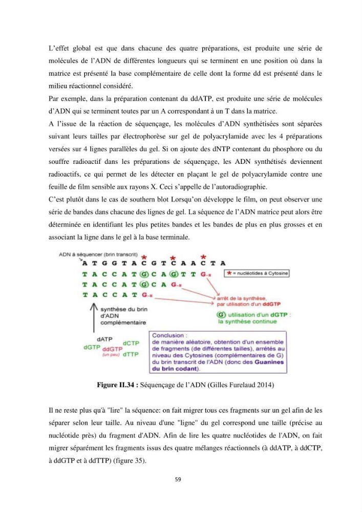 Contribution a la caractérisation systématique et morphologique des poissons :